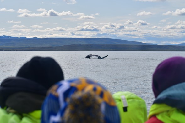 passengers watching two whales dive