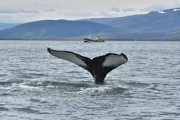 whale leaving for dive with oak boat in background