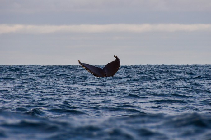 humpback diving