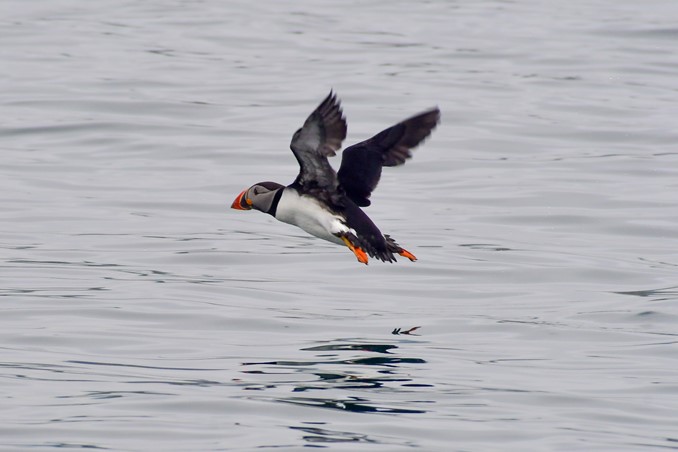 flying puffin