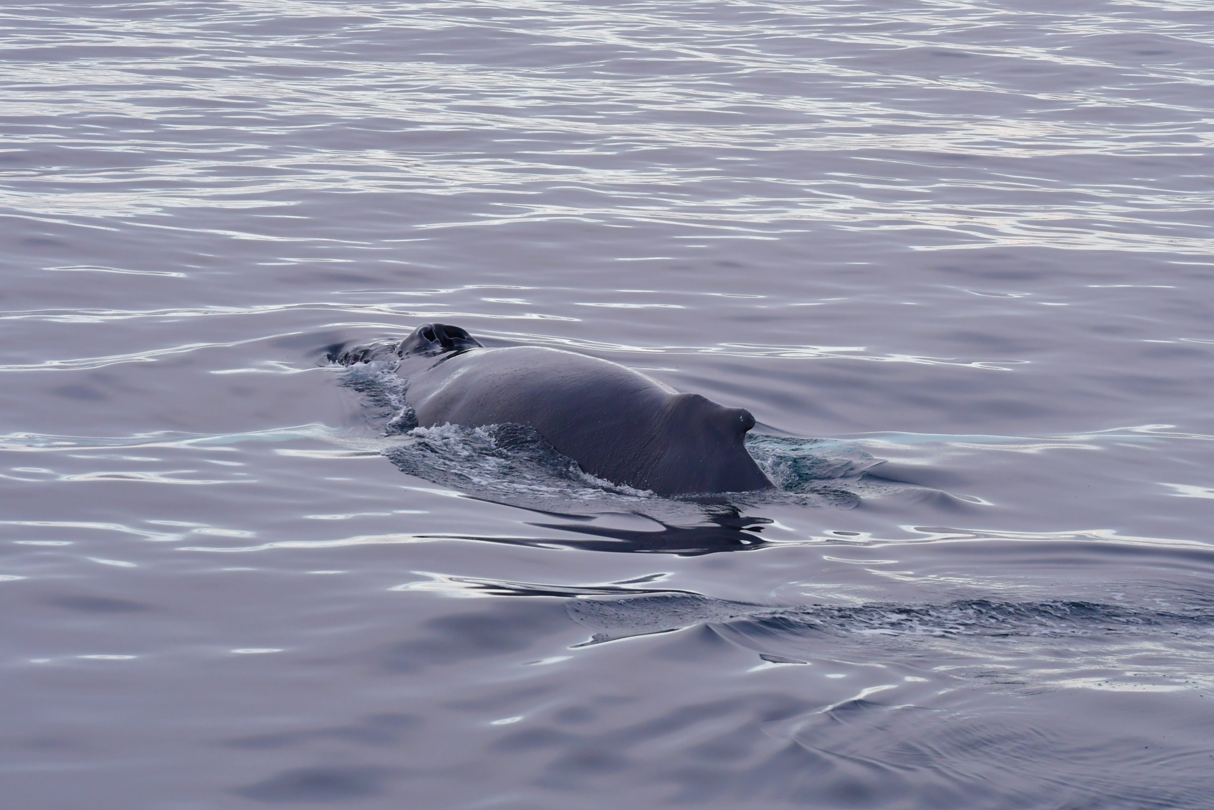 THE OCEAN'S GREAT GIANTS | Gentle Giants Whale Watching Husavik Iceland