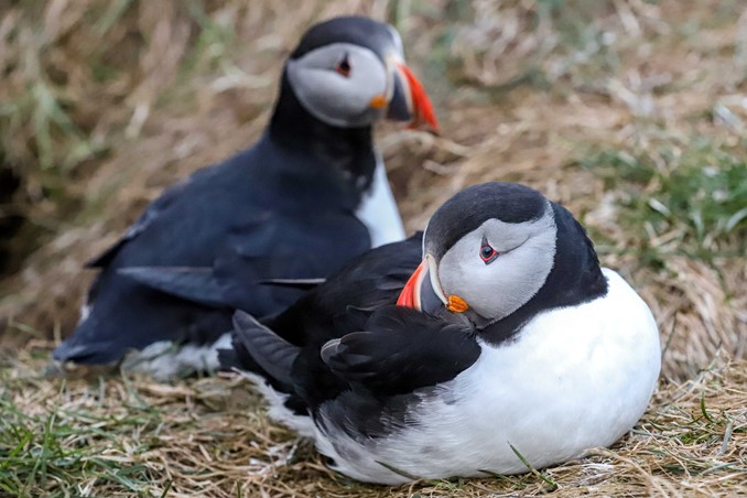puffin couple