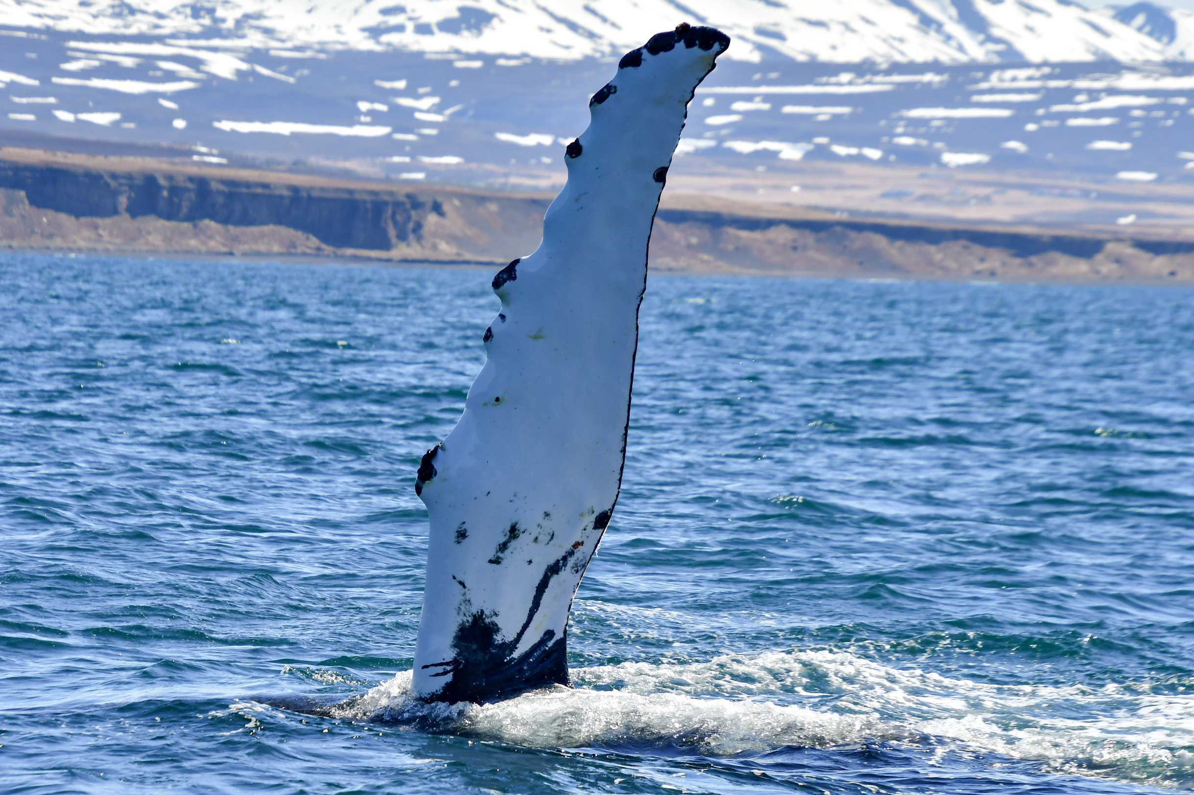 GIANT WINGS OF THE SEA | Gentle Giants Whale Watching Husavik Iceland