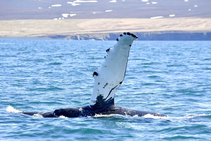 humpback whale pectoral fins