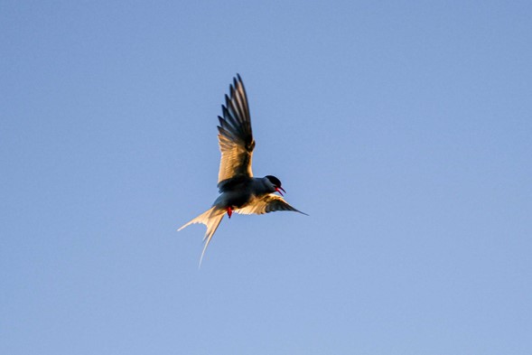 Arctic Tern attacking