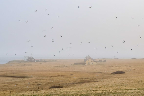 Arctic Terns on Flatey