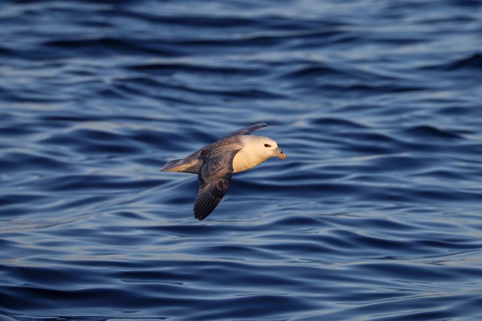 fulmar gliding above surface