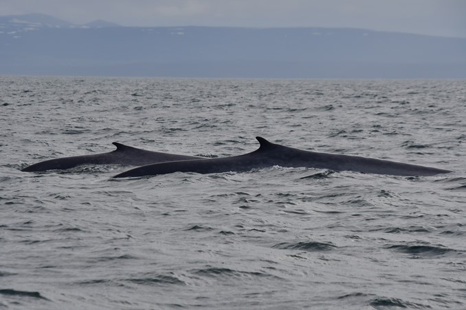 blue whale mother and calf