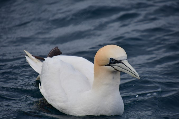 gannet sitting on water