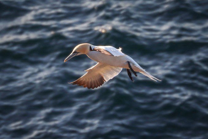 gannet flying