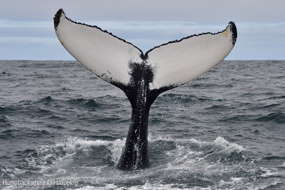 humpback flukes