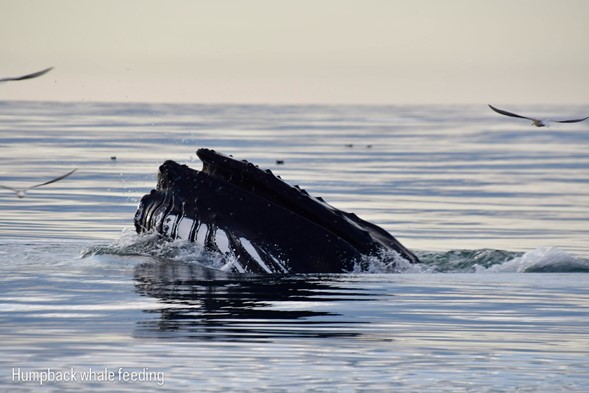 humpback lunge feed