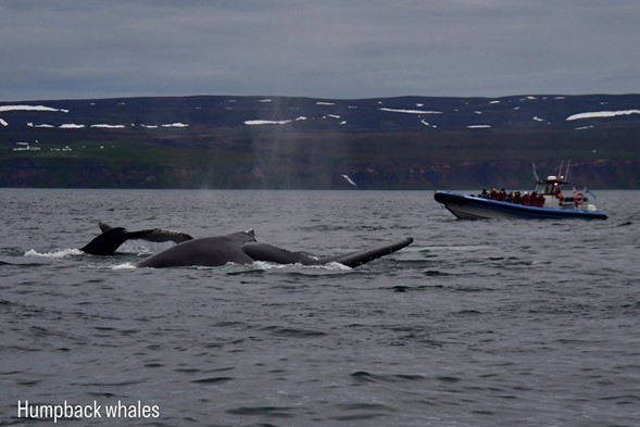 humpbacks diving