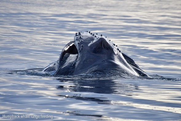 humpback feeding