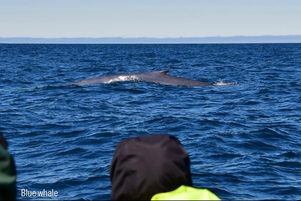 blue whale next to boat
