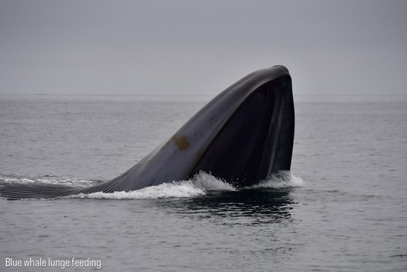feeding blue whale