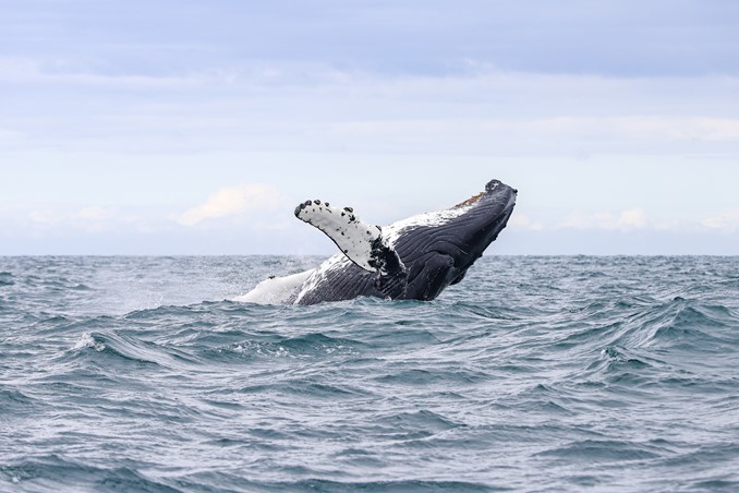 whale in waves