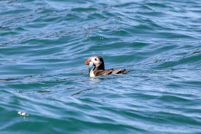 puffin with fish in beak