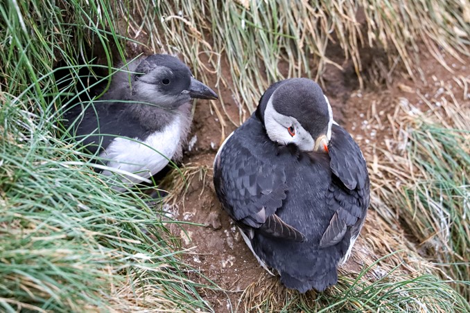 Puffin parent and puffling