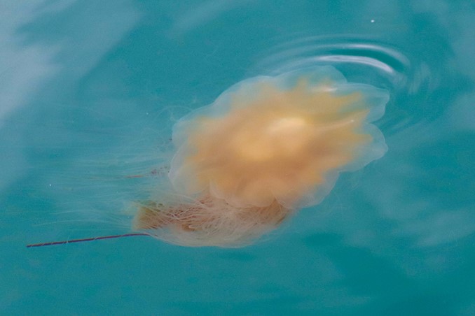 jellyfish