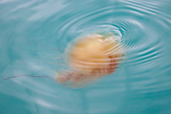 jellyfish