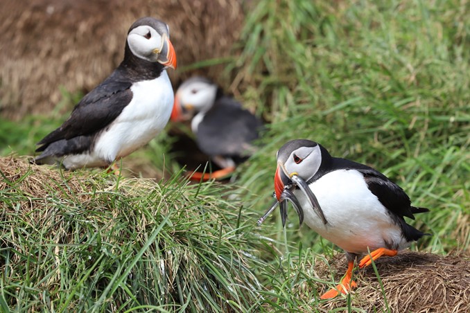 puffins at colony