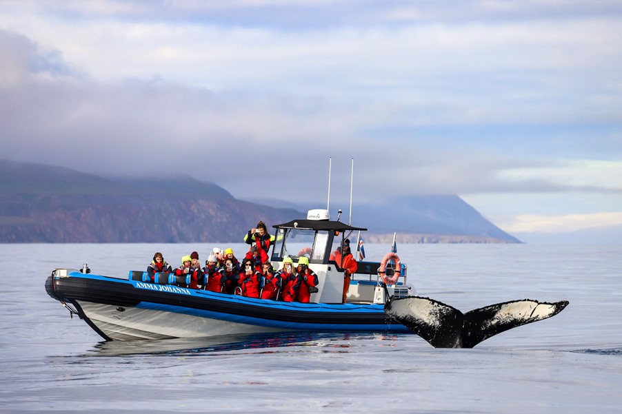 RIB speedboat with whale
