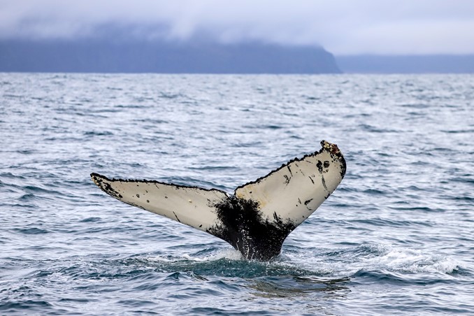 humpback diving