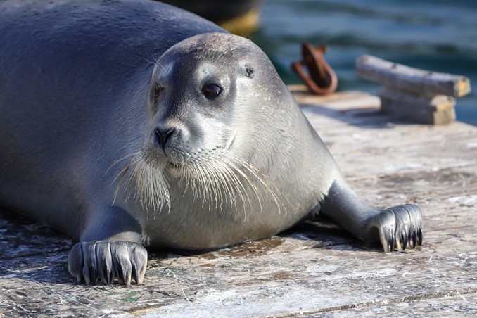 bearded seal