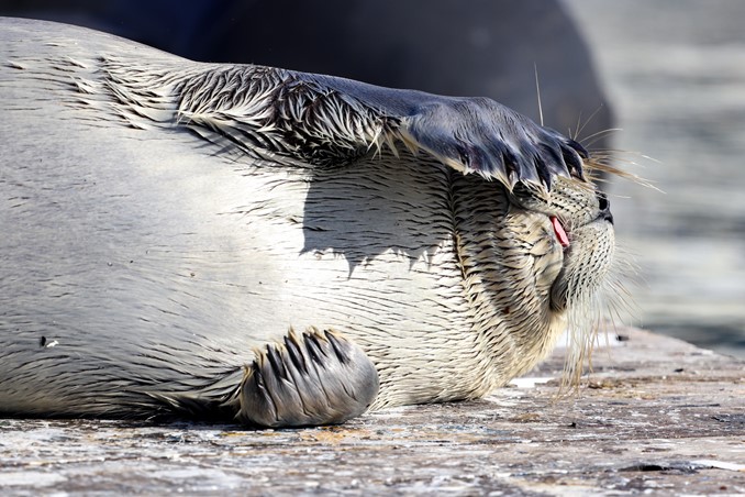bearded seal
