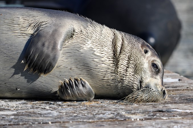 bearded seal