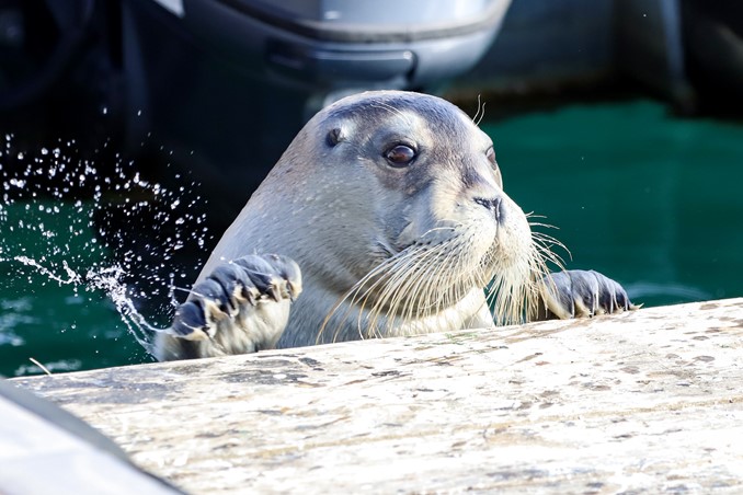 bearded seal