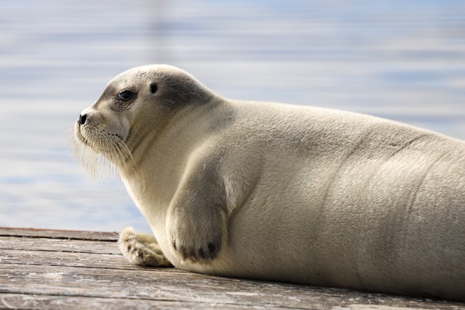 bearded seal