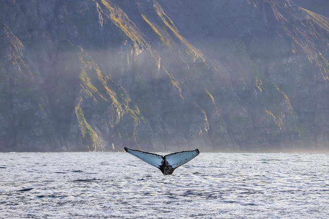 Cheek Mountains and Fluke
