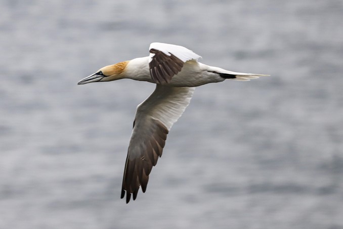 Northern Gannet
