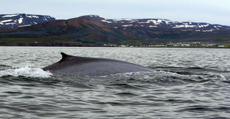 2 Blue whale