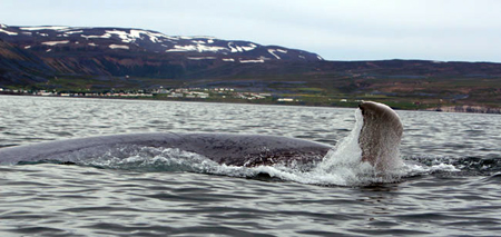 3 Blue whale