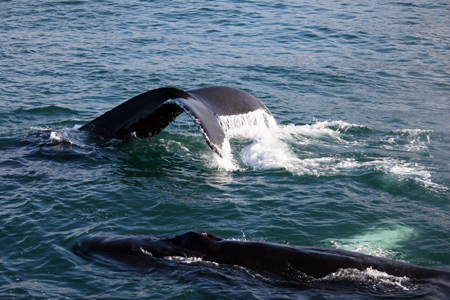 Humpback whales