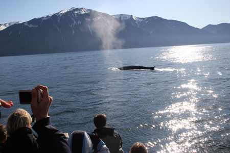 14 Fin whale