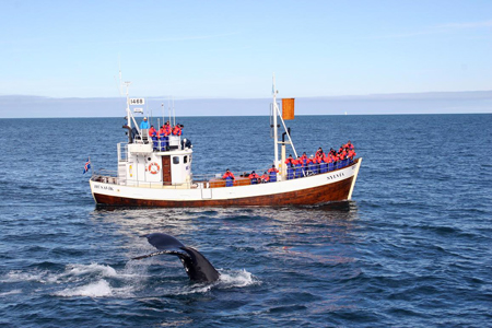 20 Humpback