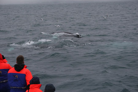 whale watching in the fog