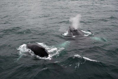 humpbacks,