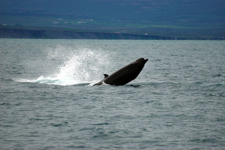 bottlenose