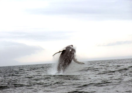 Jumping Humpback