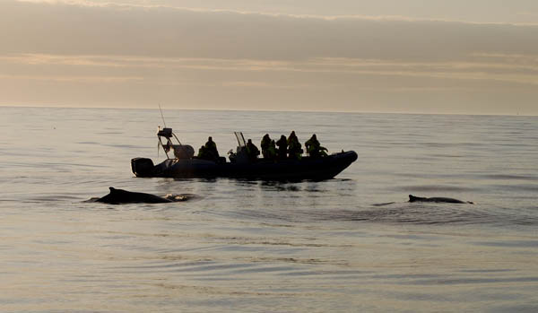 Amma Sigga with Humpbacks