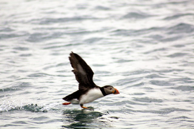 Puffin