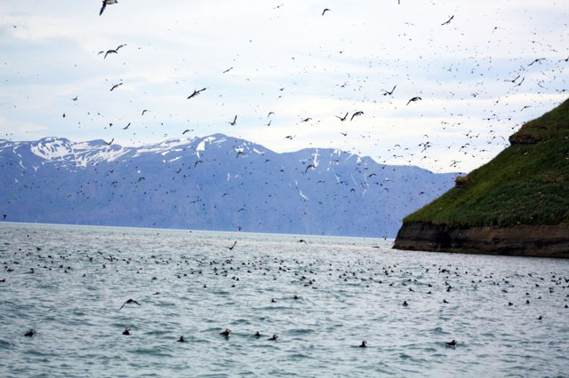 Puffins and Puffin Island