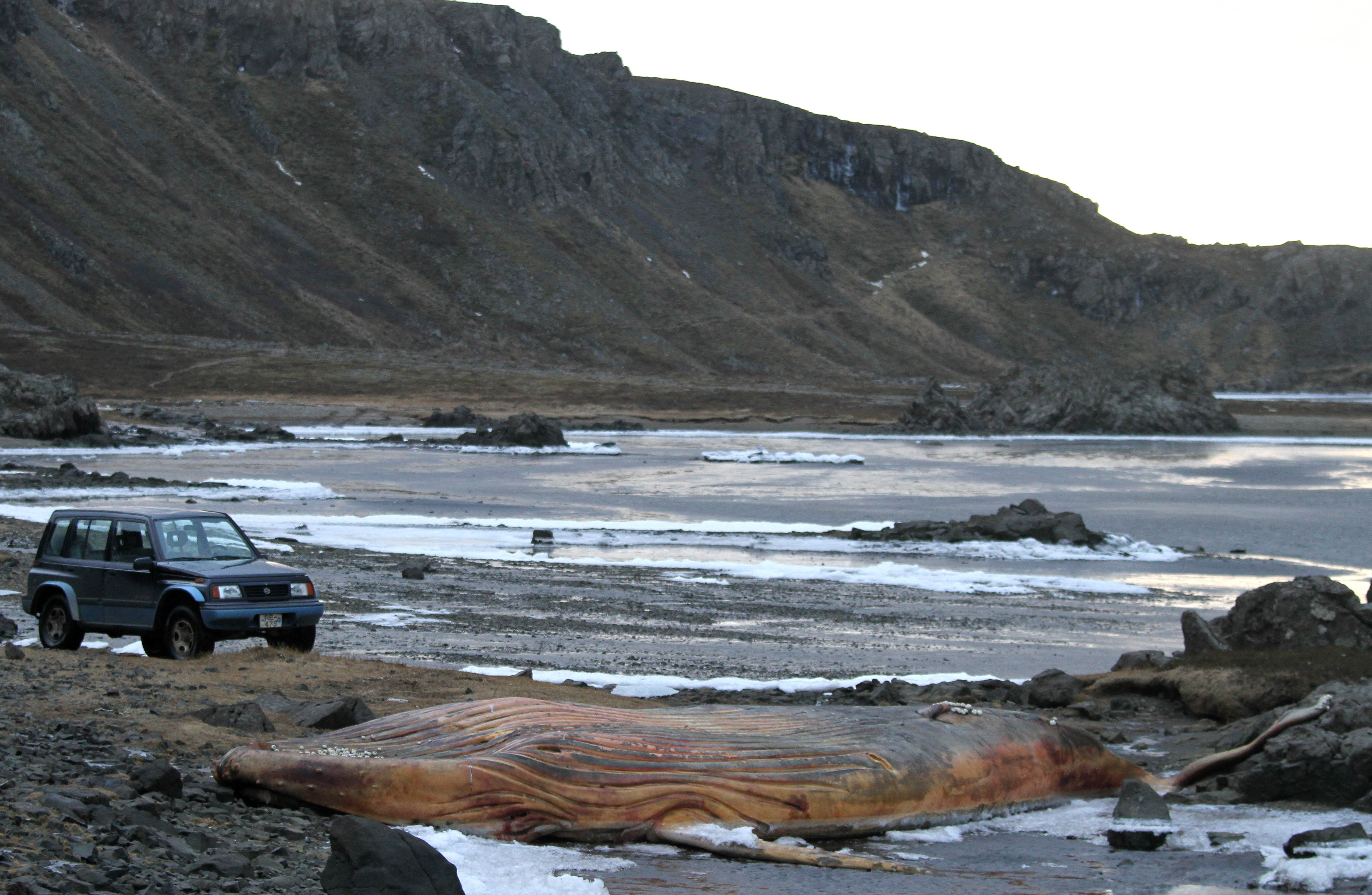 Dead stranded humpback