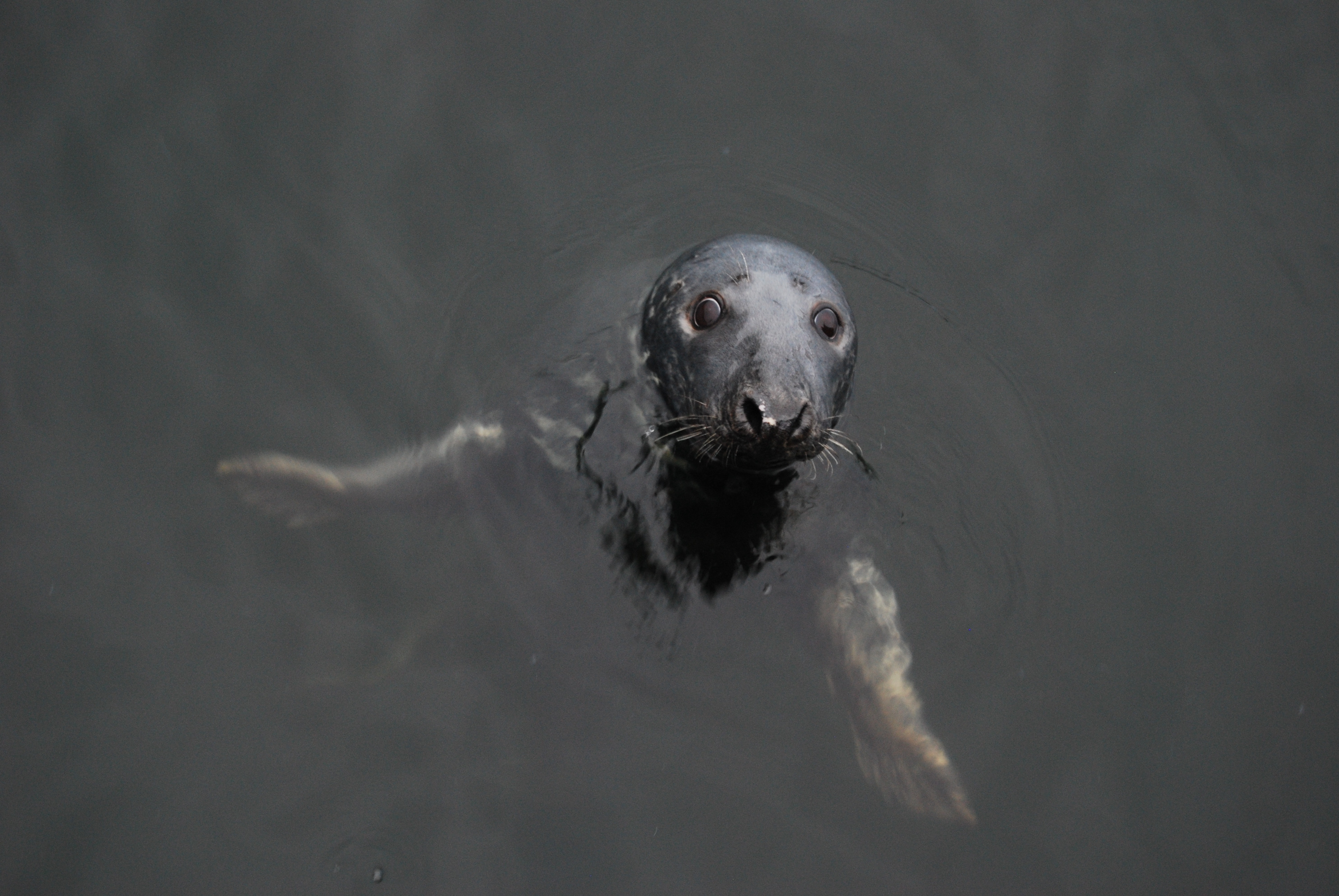 SCOTSeal