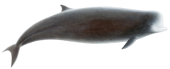 northern bottlenose whale